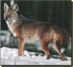 coyote.jpg (17720 bytes)