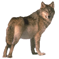 wolf.gif (18029 bytes)